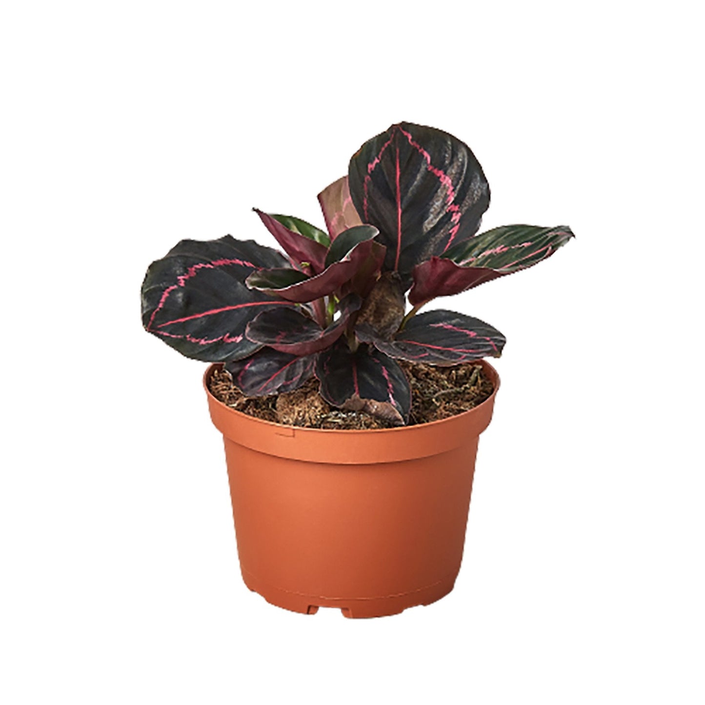 Calathea Dottie Roseopicta | Exotic Houseplant