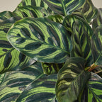 Calathea 'Makoyana'