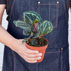 Calathea Roseopicta 'Medallion'