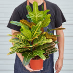 Croton 'Oakleaf'