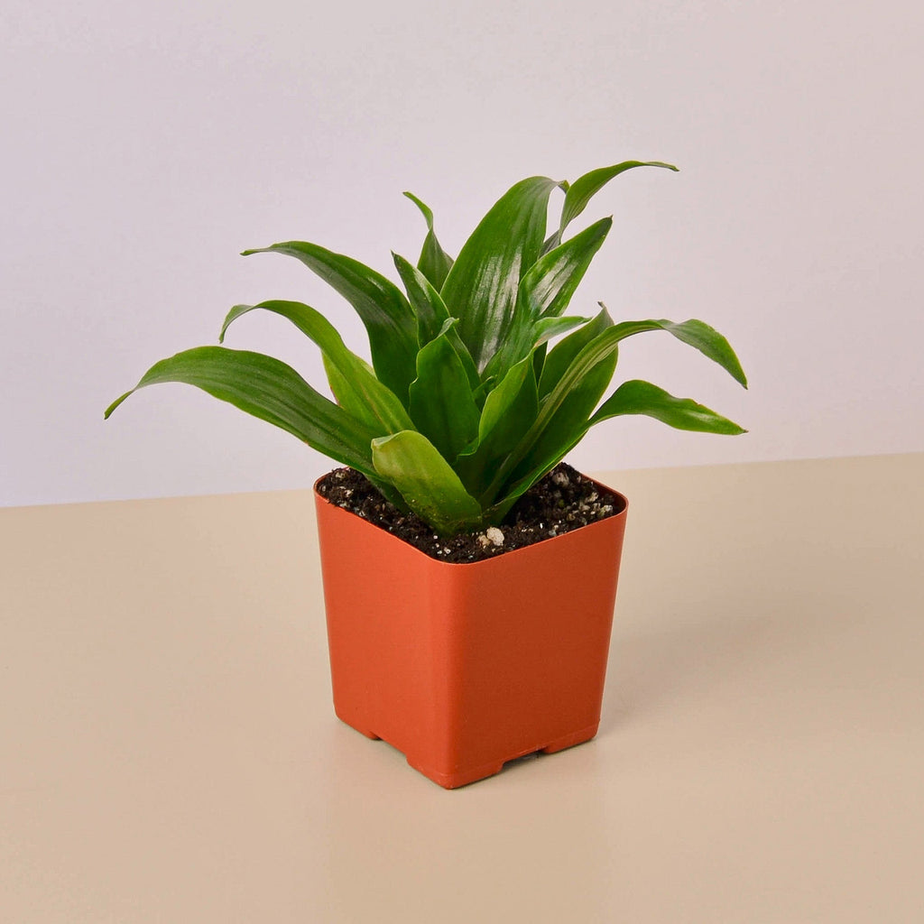 3" Tropical Plant Variety Bundle