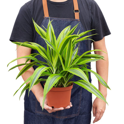 Dracaena Deremensis - Lemon Surprise