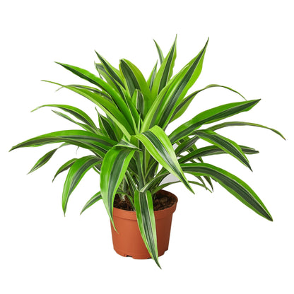 Dracaena Deremensis - Lemon Surprise