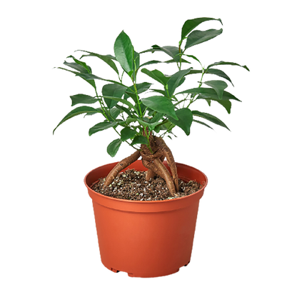 Ficus 'Ginseng'