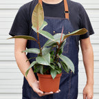 Ficus Elastica 'Tineke'