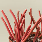 Succulent Euphorbia Tirucalli 'Fire Sticks'