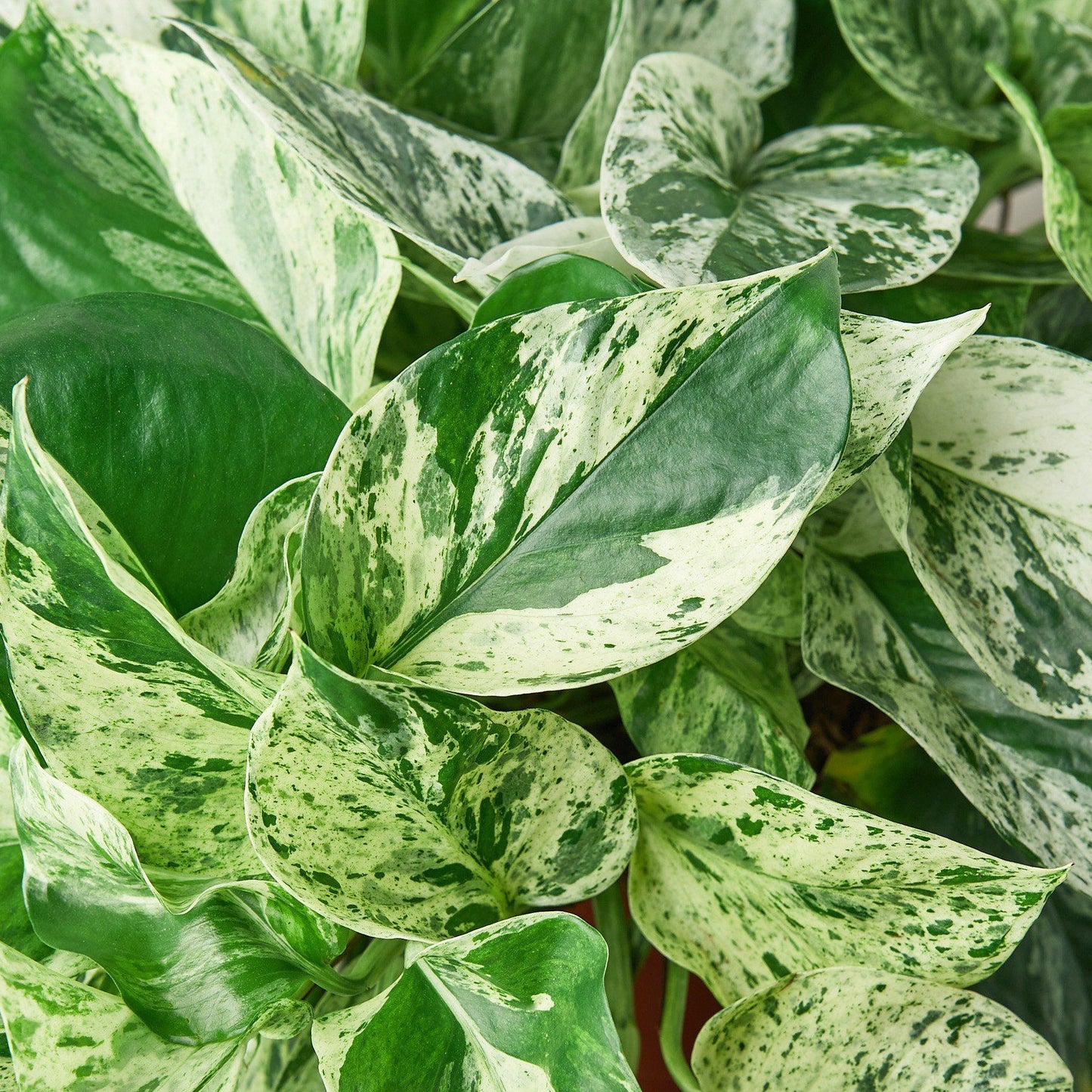 Marble Queen Pothos - Epipremnum Aureum Marble Queen