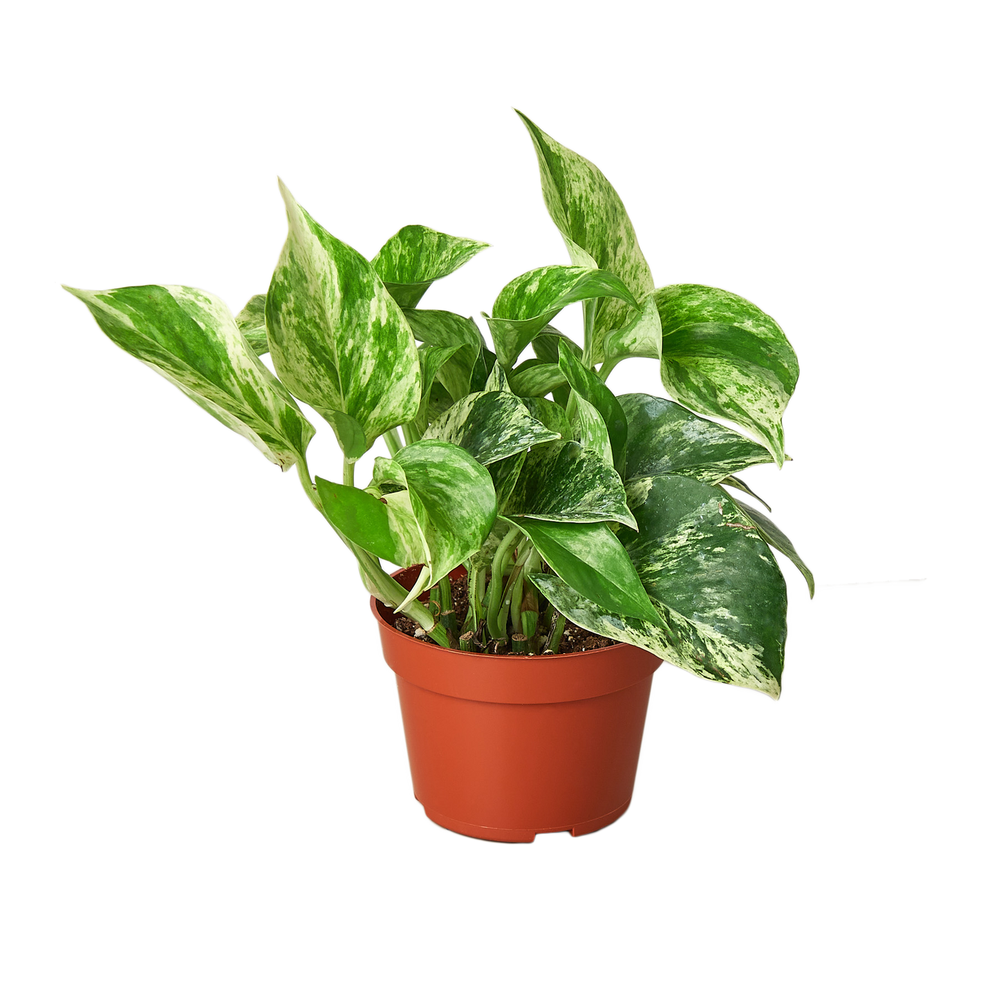 Marble Queen Pothos - Epipremnum Aureum Marble Queen