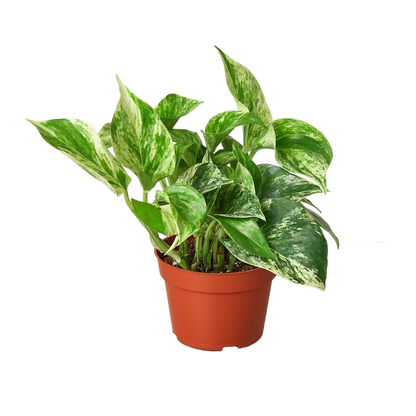 Marble Queen Pothos - Epipremnum Aureum Marble Queen