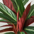 Stromanthe 'Sanguinea'
