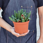 Lifesaver Cactus