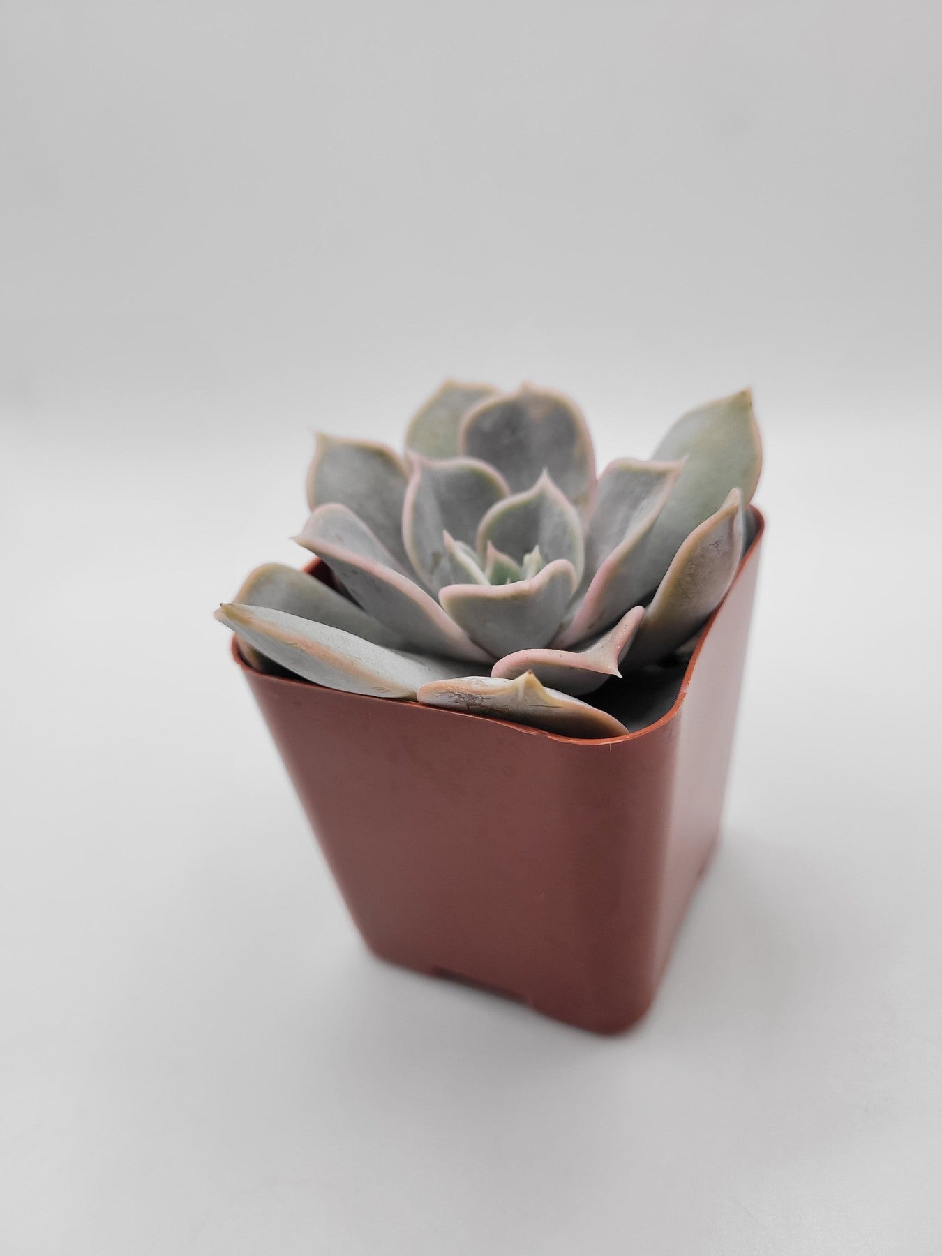 #109 Echeveria Lilacina aka Ghost Echeveria