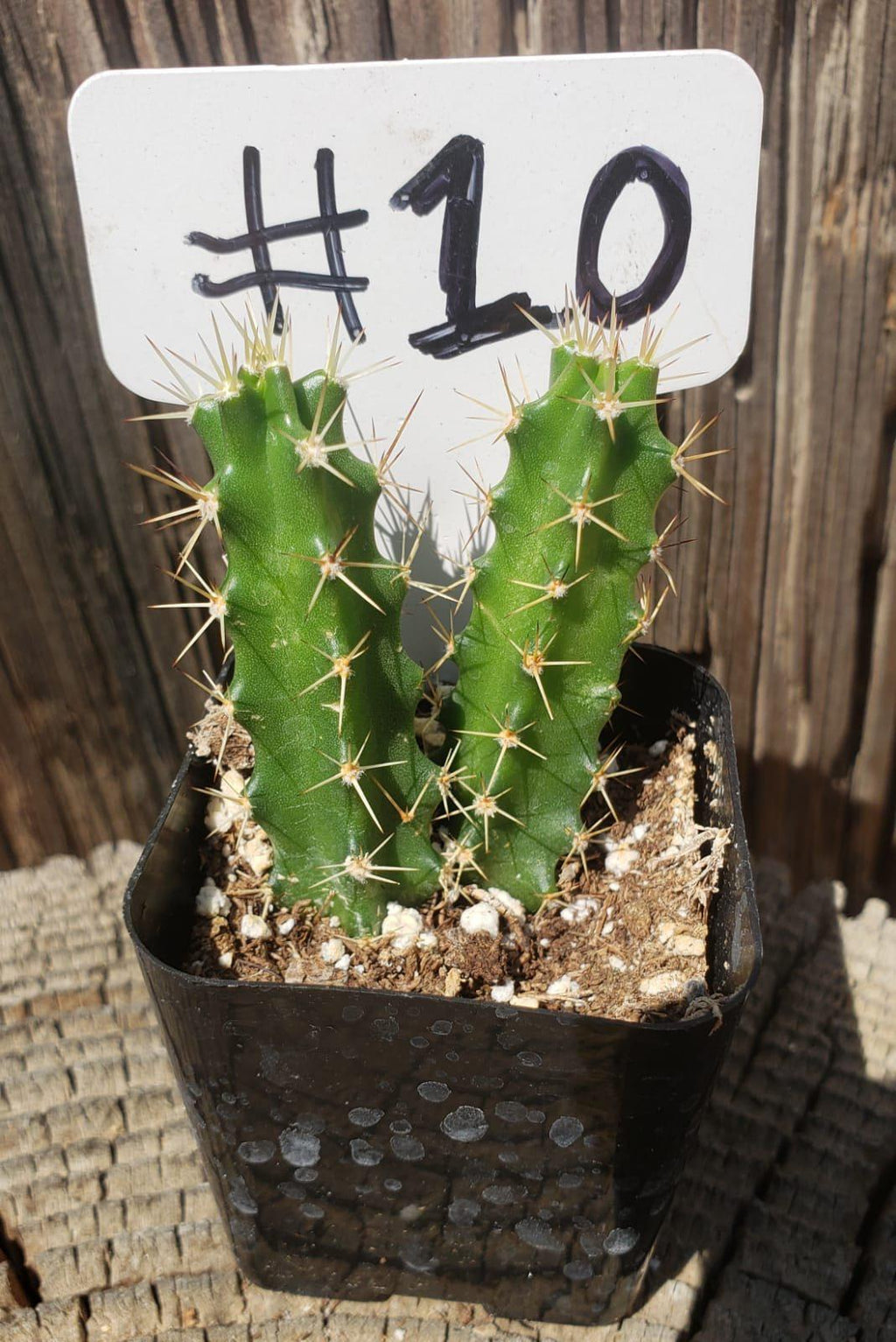 #10C Echinocereus pentalophus 2"
