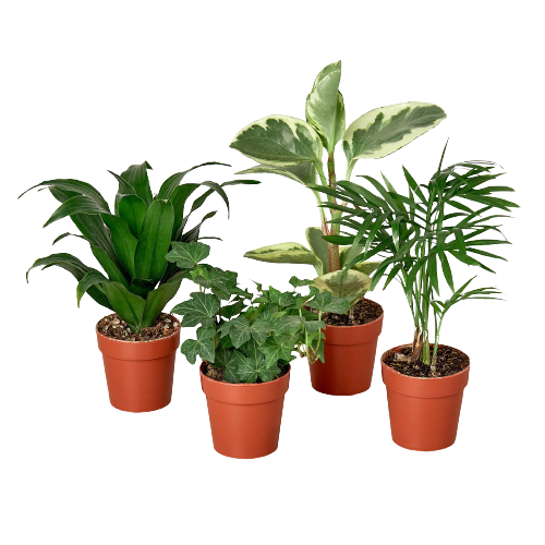 2" Tropical Plant Variety Bundle