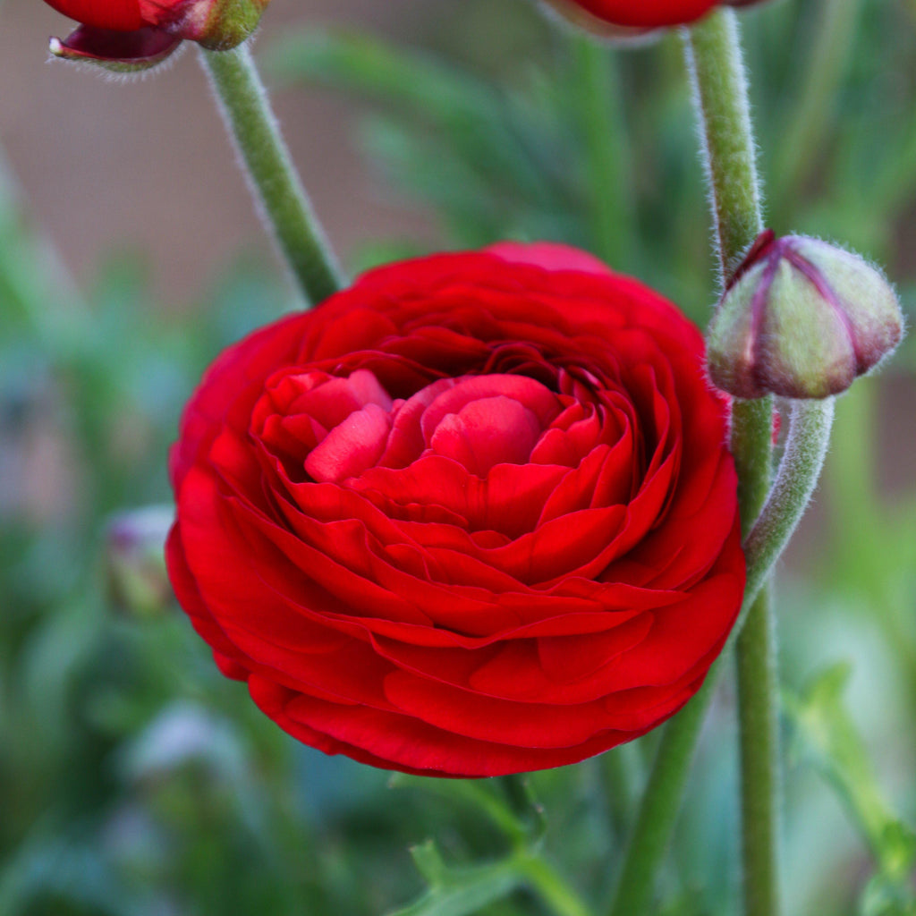 Ranunculus - Tecolote Red