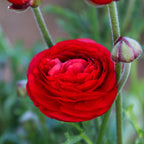 Ranunculus - Tecolote Red