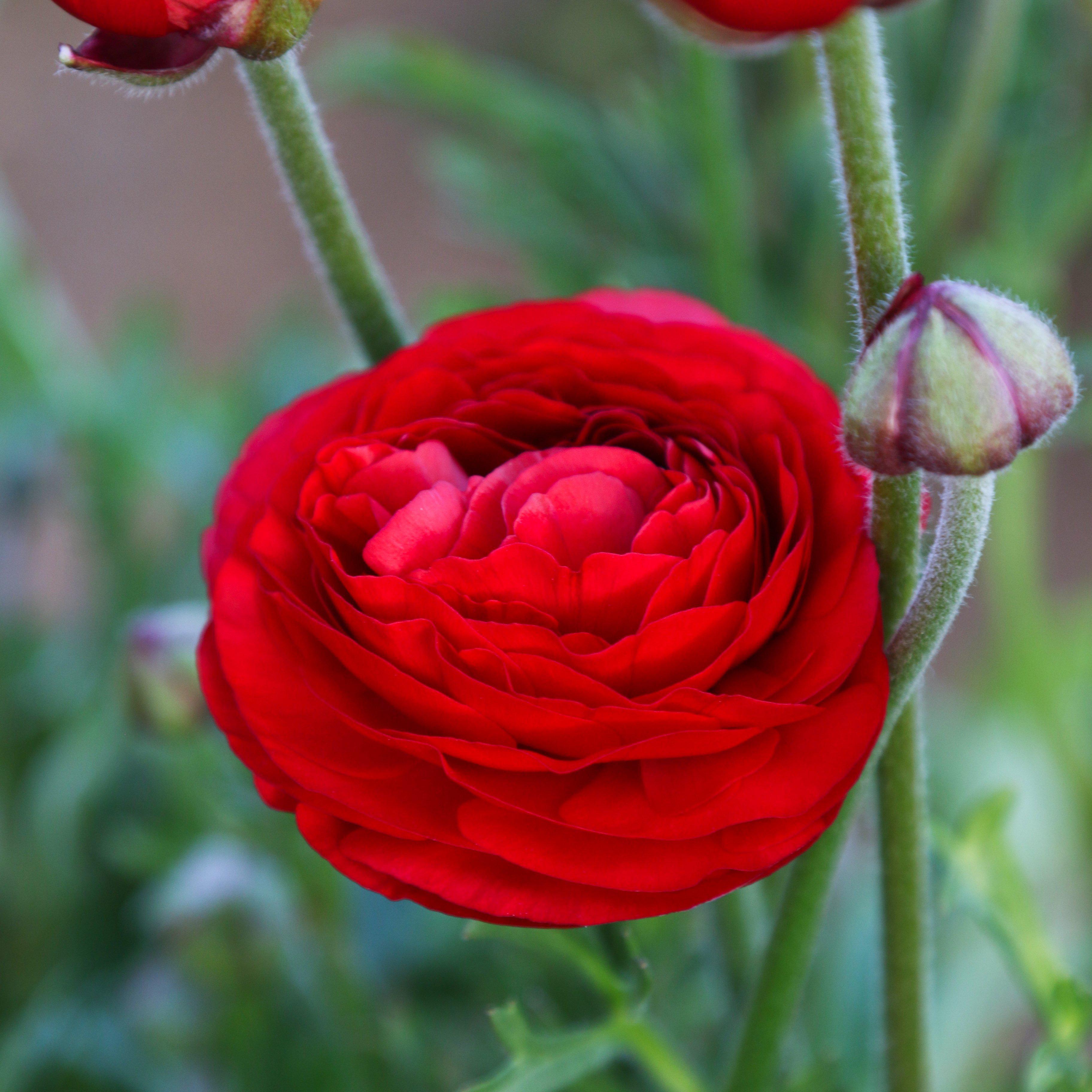 Ranunculus - Tecolote Red