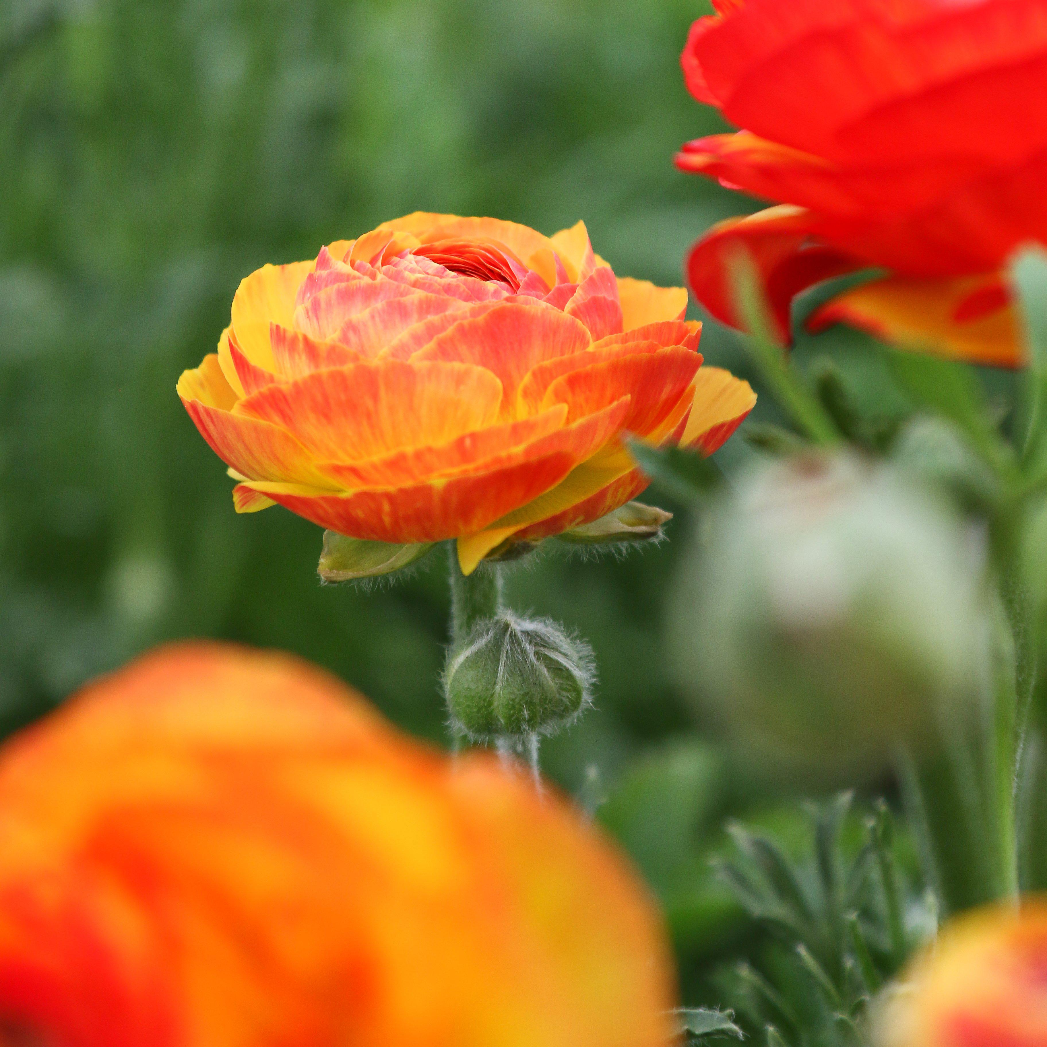 Ranunculus - Tecolote Flamenco