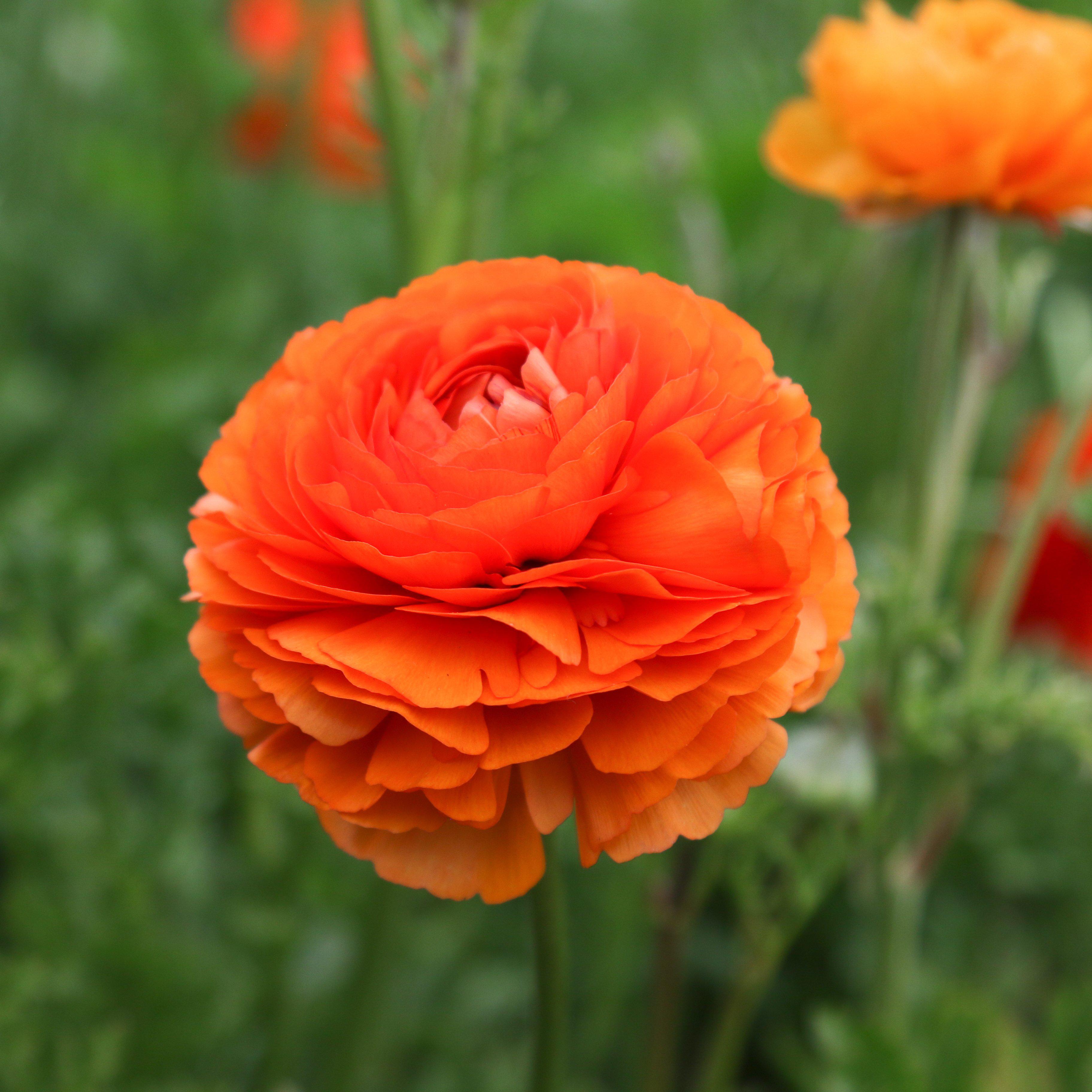 Ranunculus - Tecolote Sunset