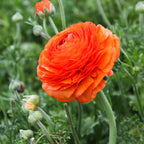 Ranunculus - Tecolote Sunset