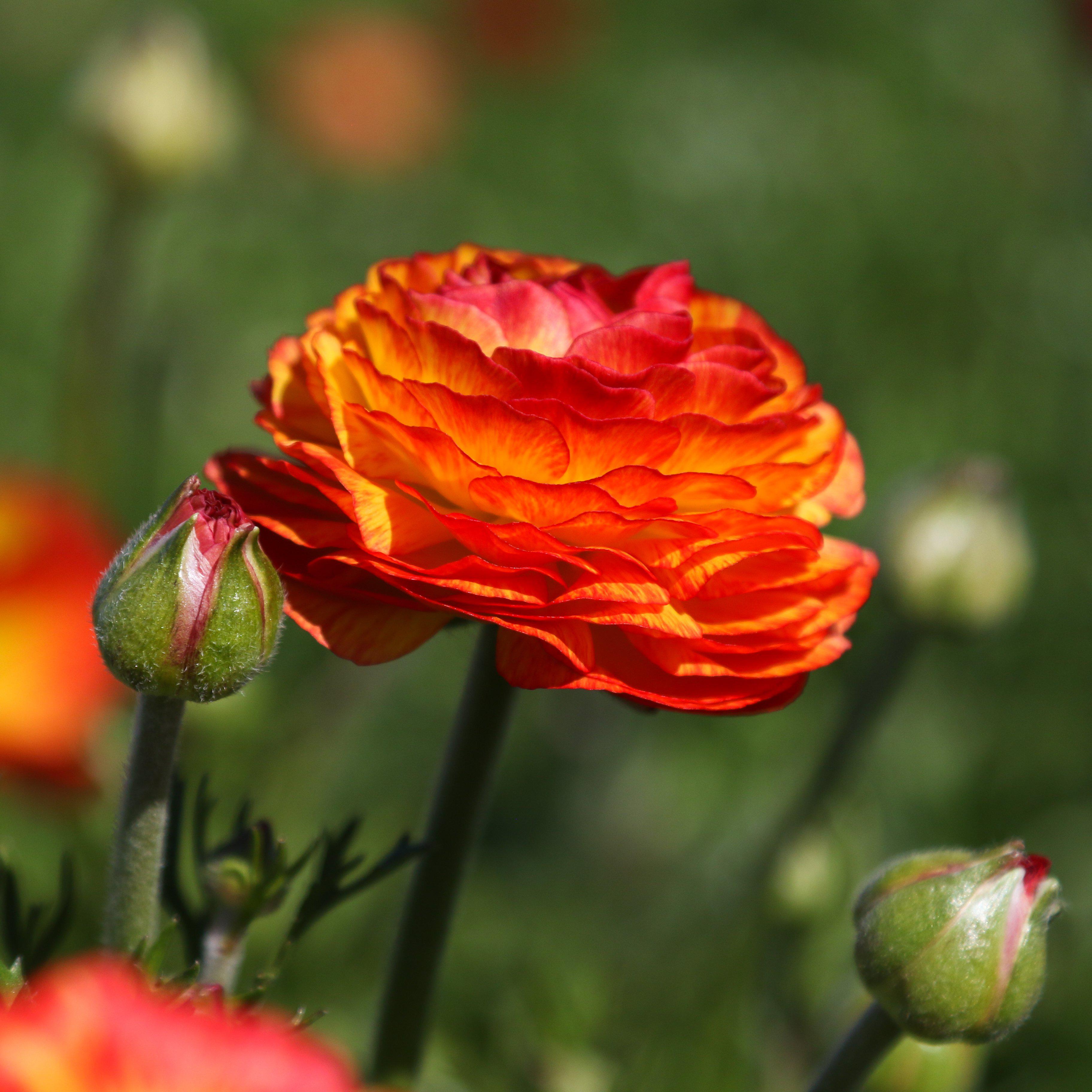 Ranunculus - Tecolote Flamenco