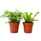 2 Fern Variety Pack - Live Plants - FREE Care Guide - 4" Pot - House Plant