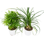2 Palm Variety Pack / 4" Pots / Live Plant / House Plant