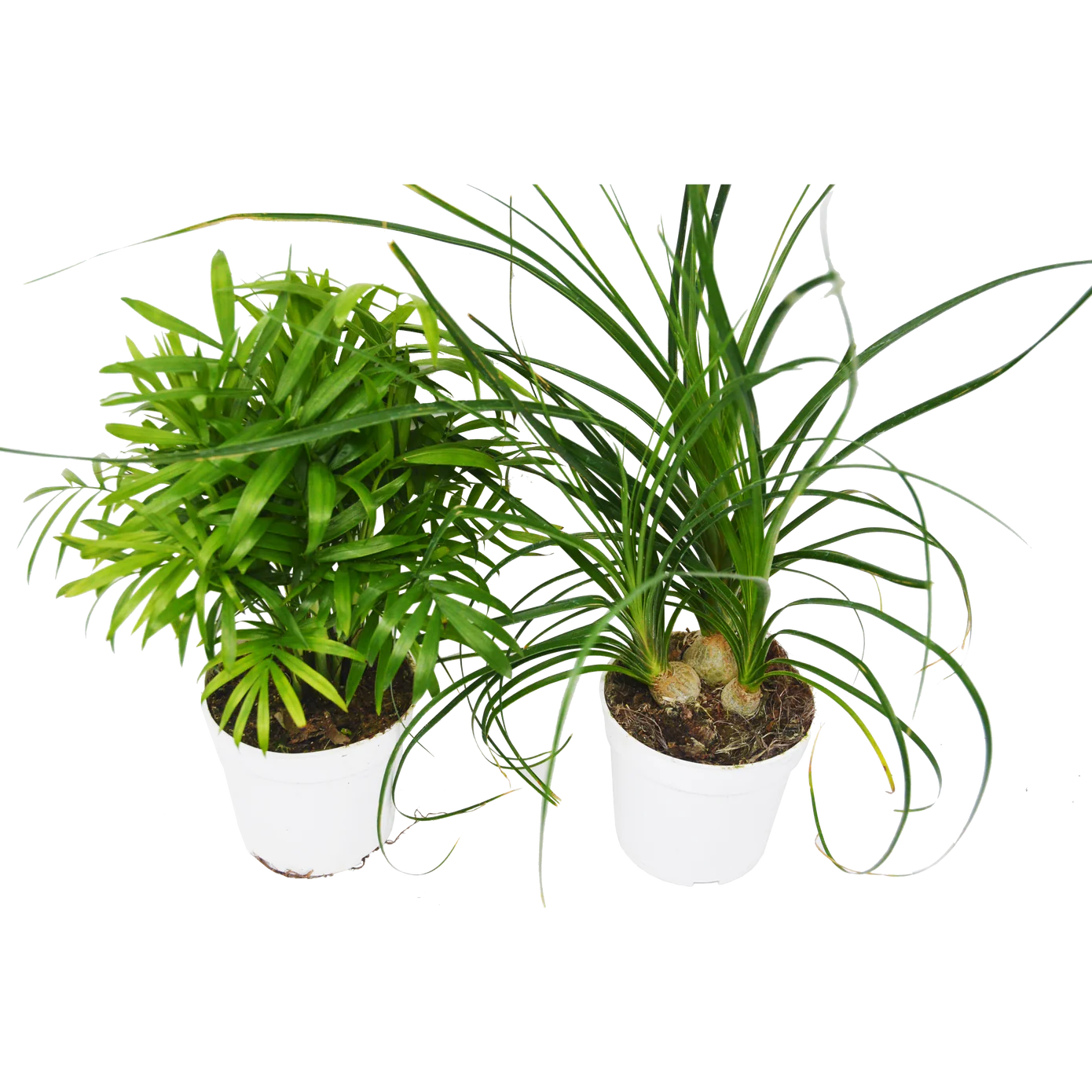 2 Palm Variety Pack / 4" Pots / Live Plant / House Plant