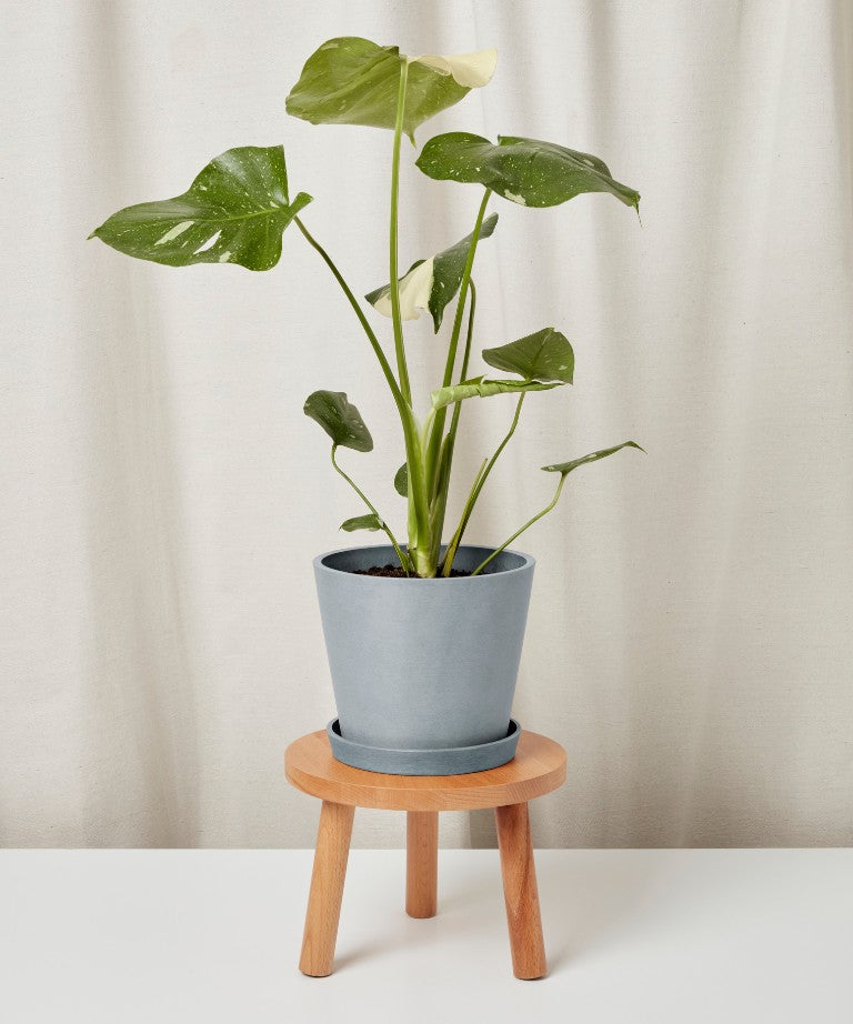 Monstera Thai Constellation