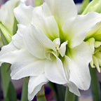 Amaryllis - Snow Drift