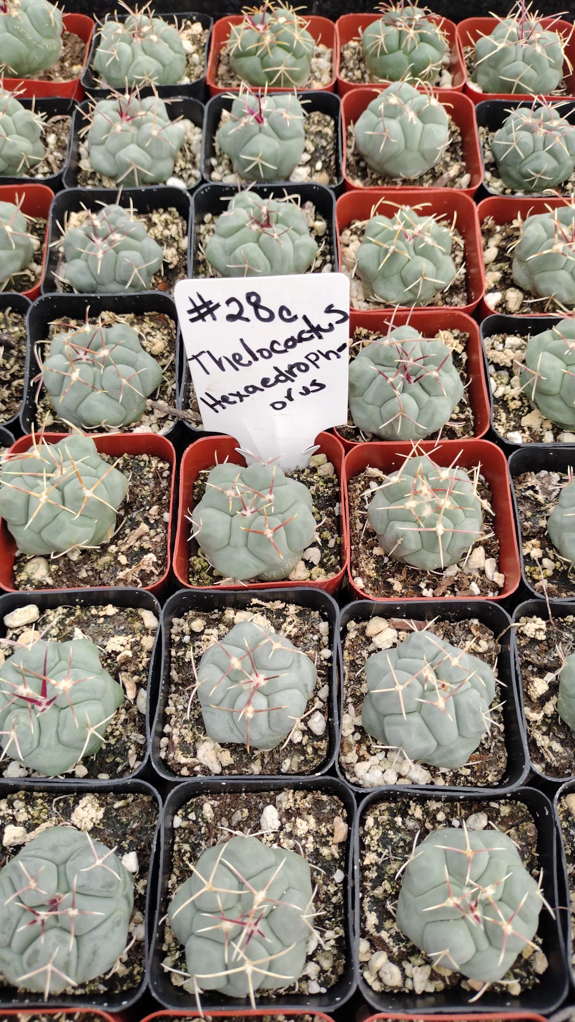 #28c Thelocactus hexaedrophorus
