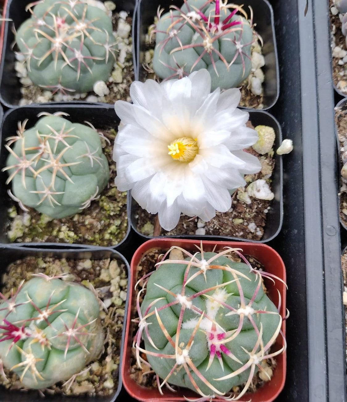 #28c Thelocactus hexaedrophorus