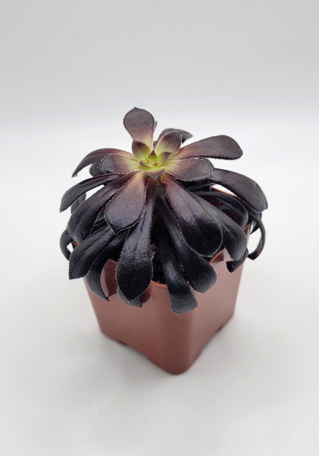 #29 Black Aeonium