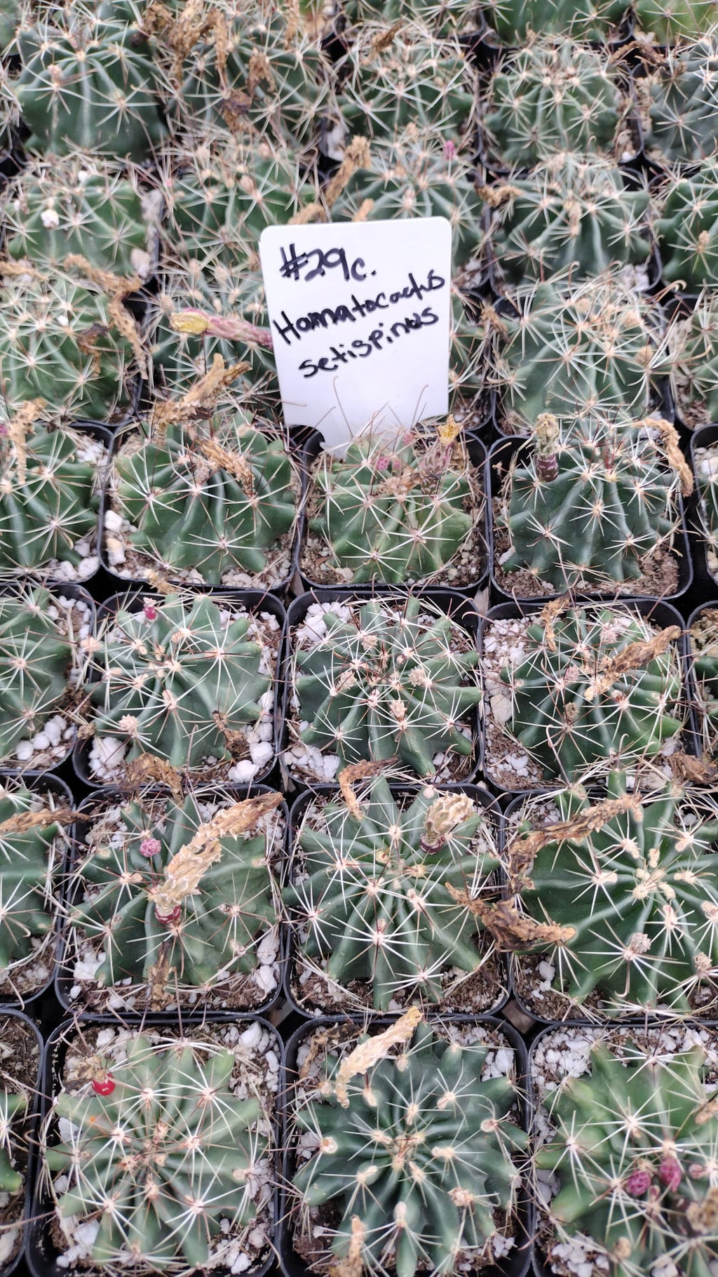 #29c Hamatocactus Setispinus