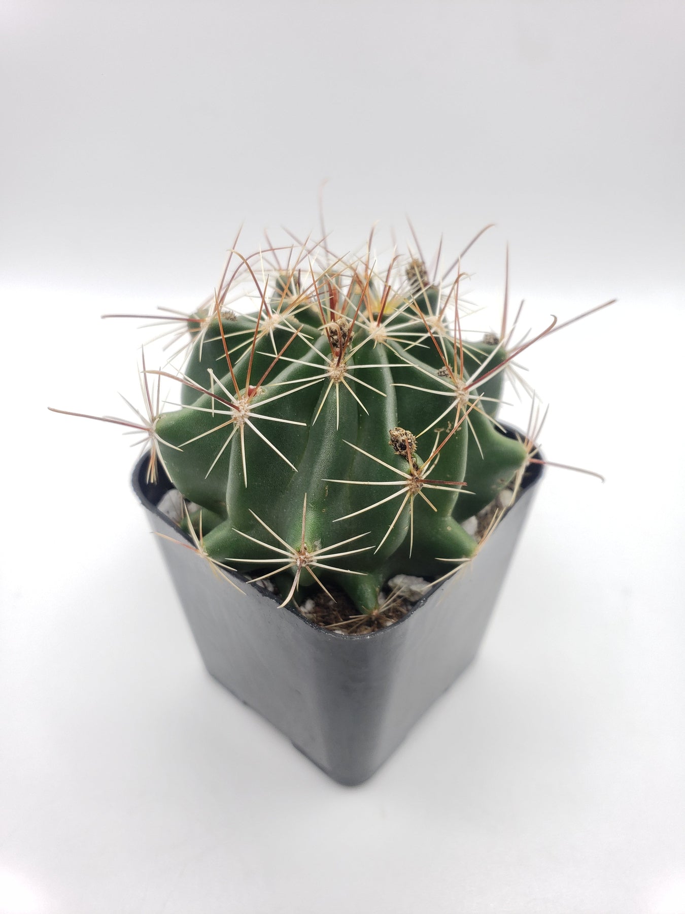#29c Hamatocactus Setispinus