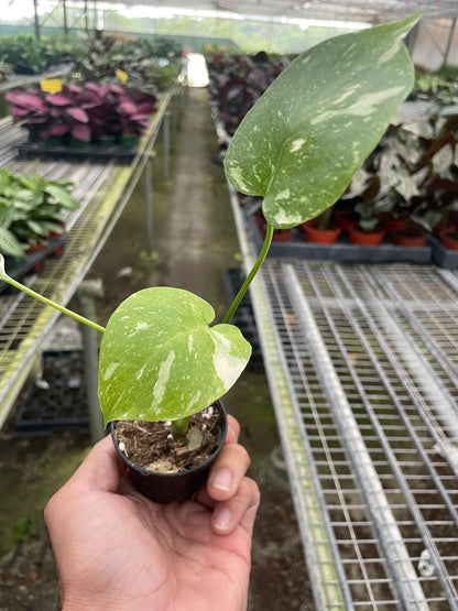 Variegated Thai Constellation Monstera