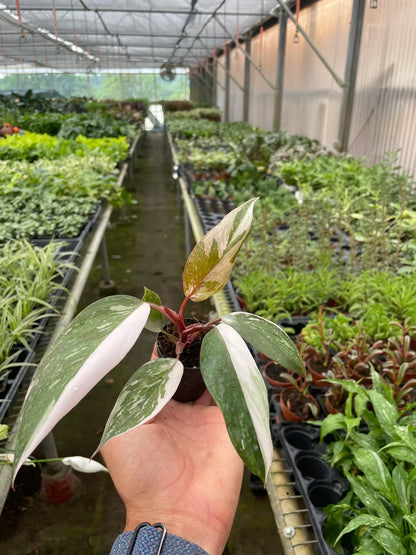 Pink Princess - Philodendron Erubescens