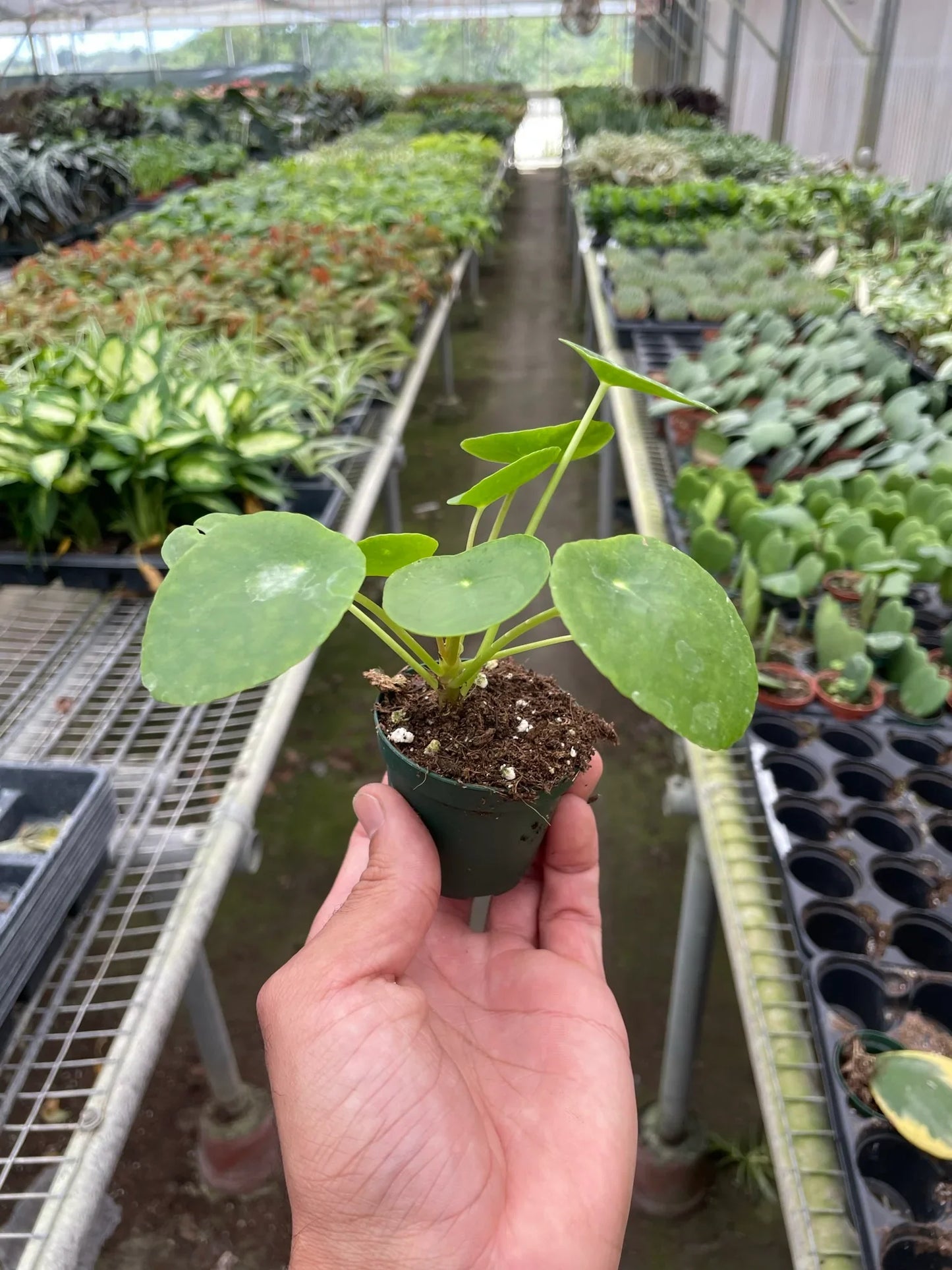 Pilea Peperomioides 'Chinese Money'