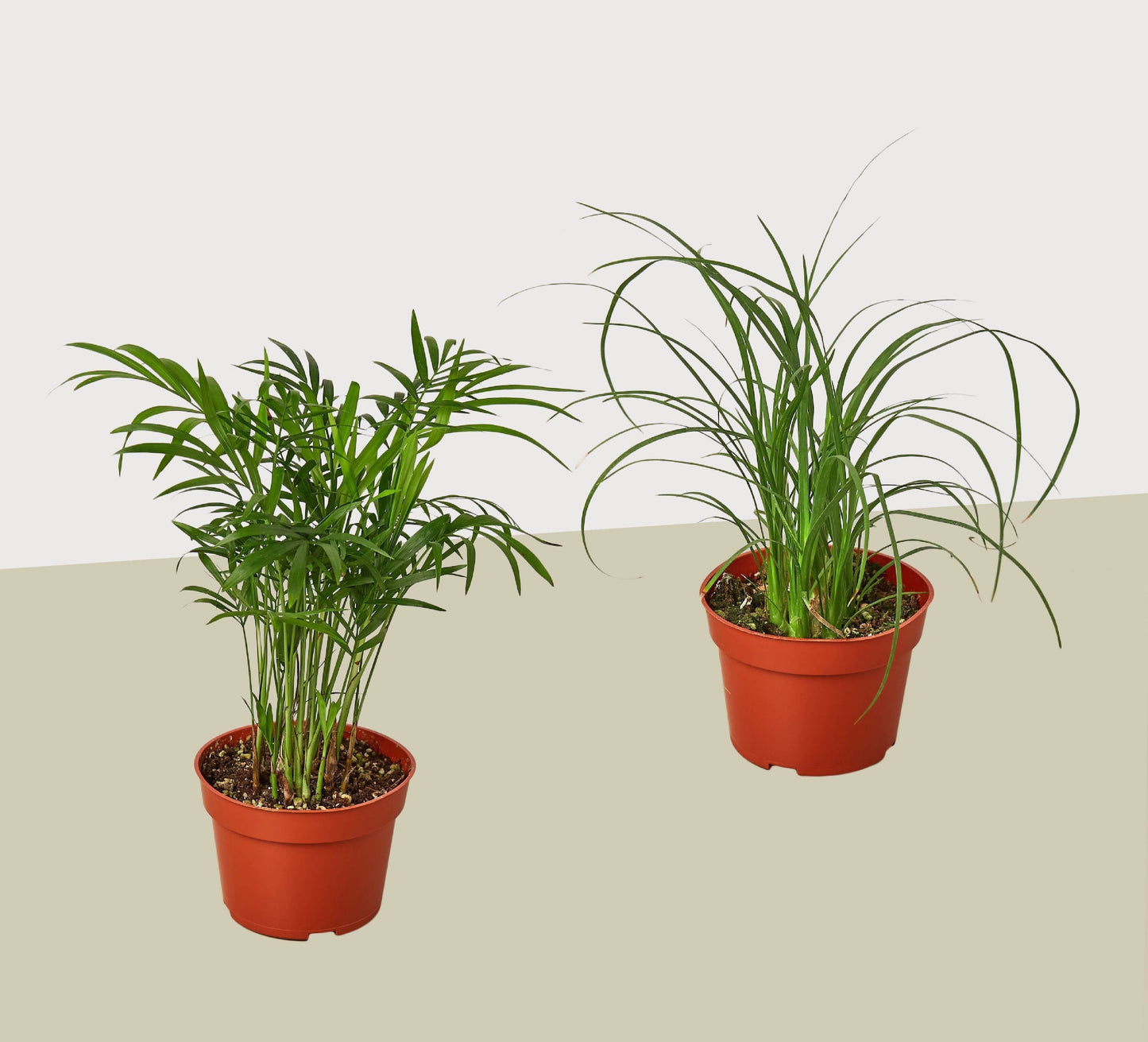 2 Palm Variety Pack / 4" Pots / Live Plant / House Plant