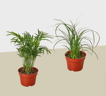 2 Palm Variety Pack / 4" Pots / Live Plant / House Plant