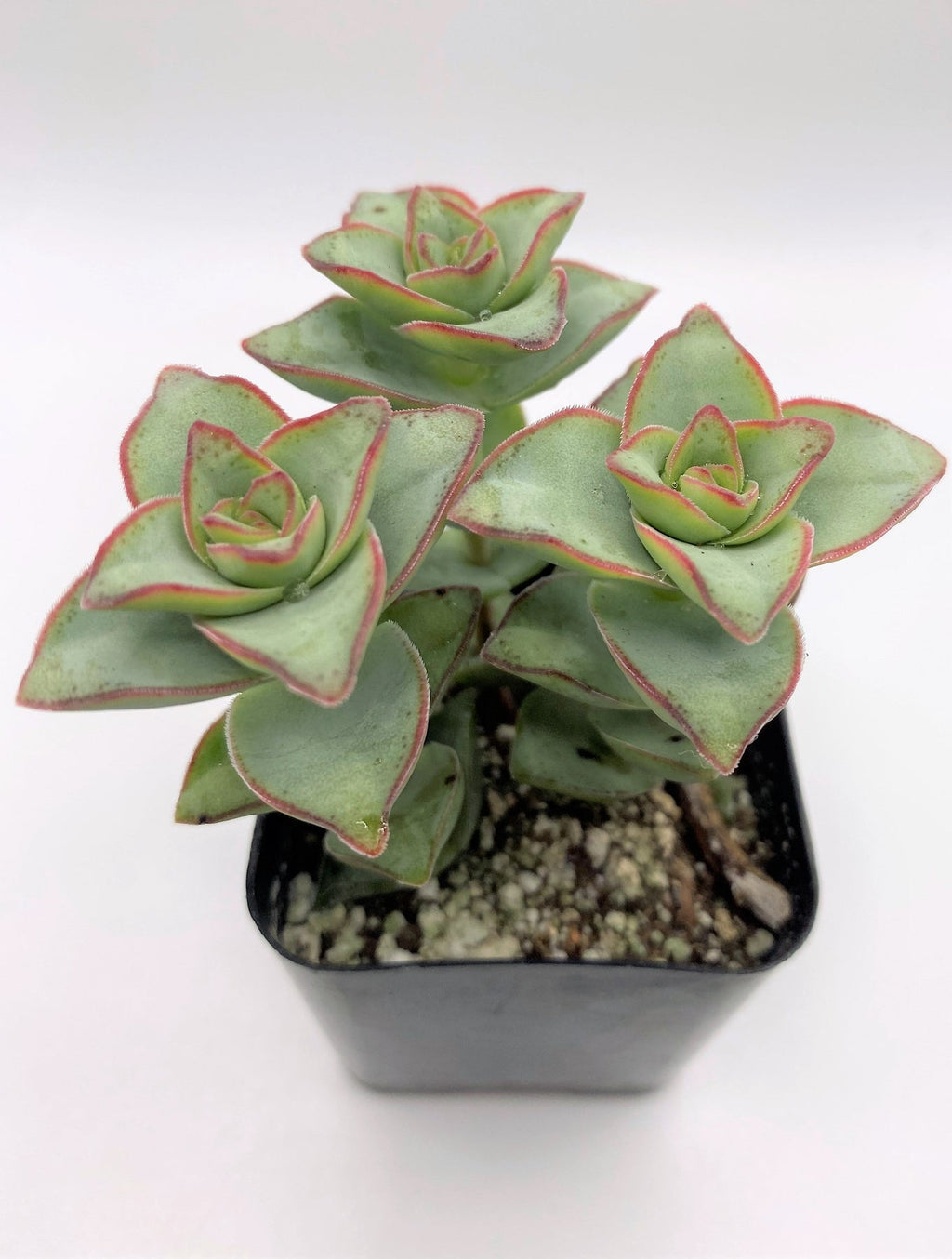 #30 Crassula Perforata String of Buttons