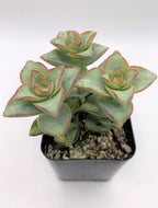 #30 Crassula Perforata String of Buttons