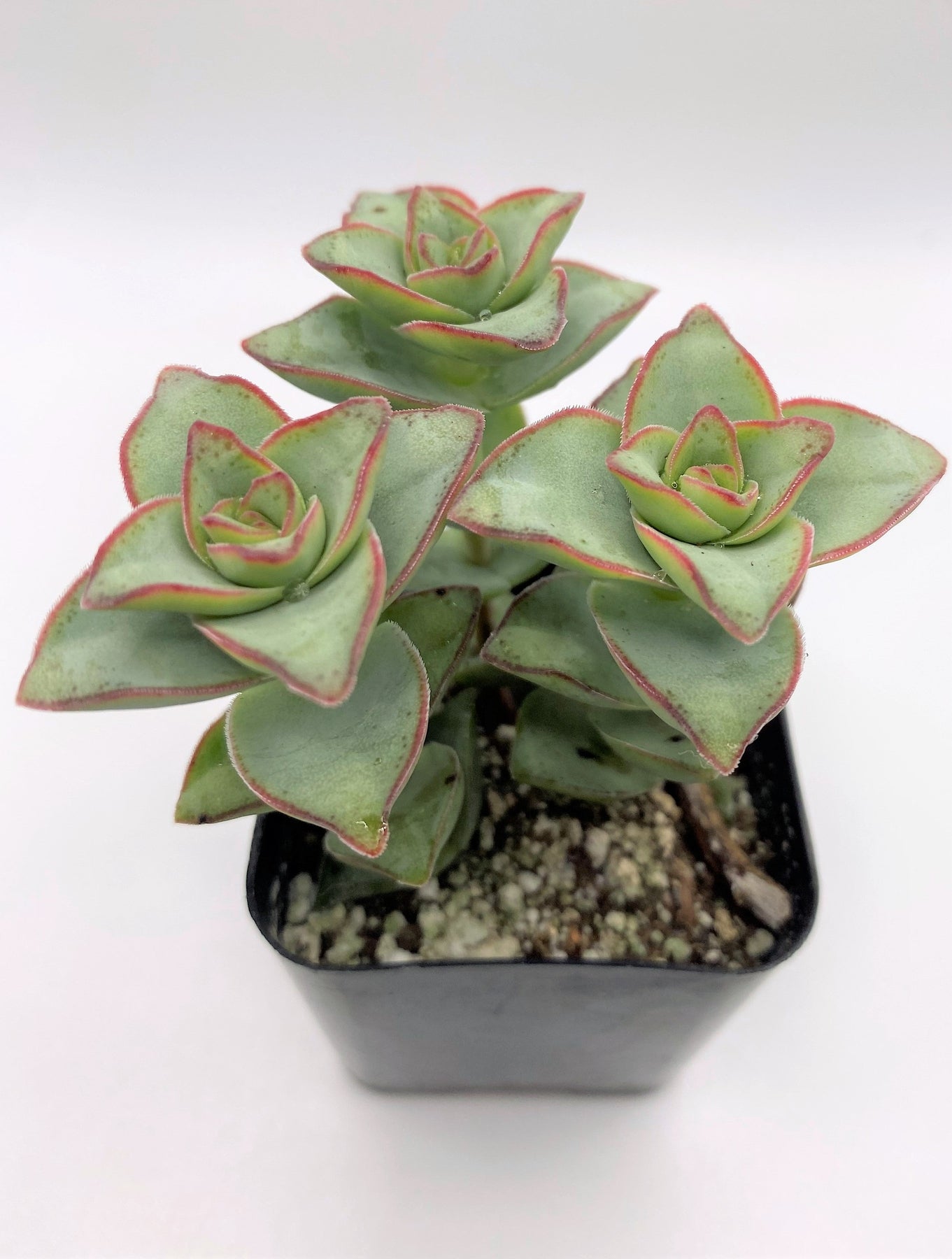 #30 Crassula Perforata String of Buttons