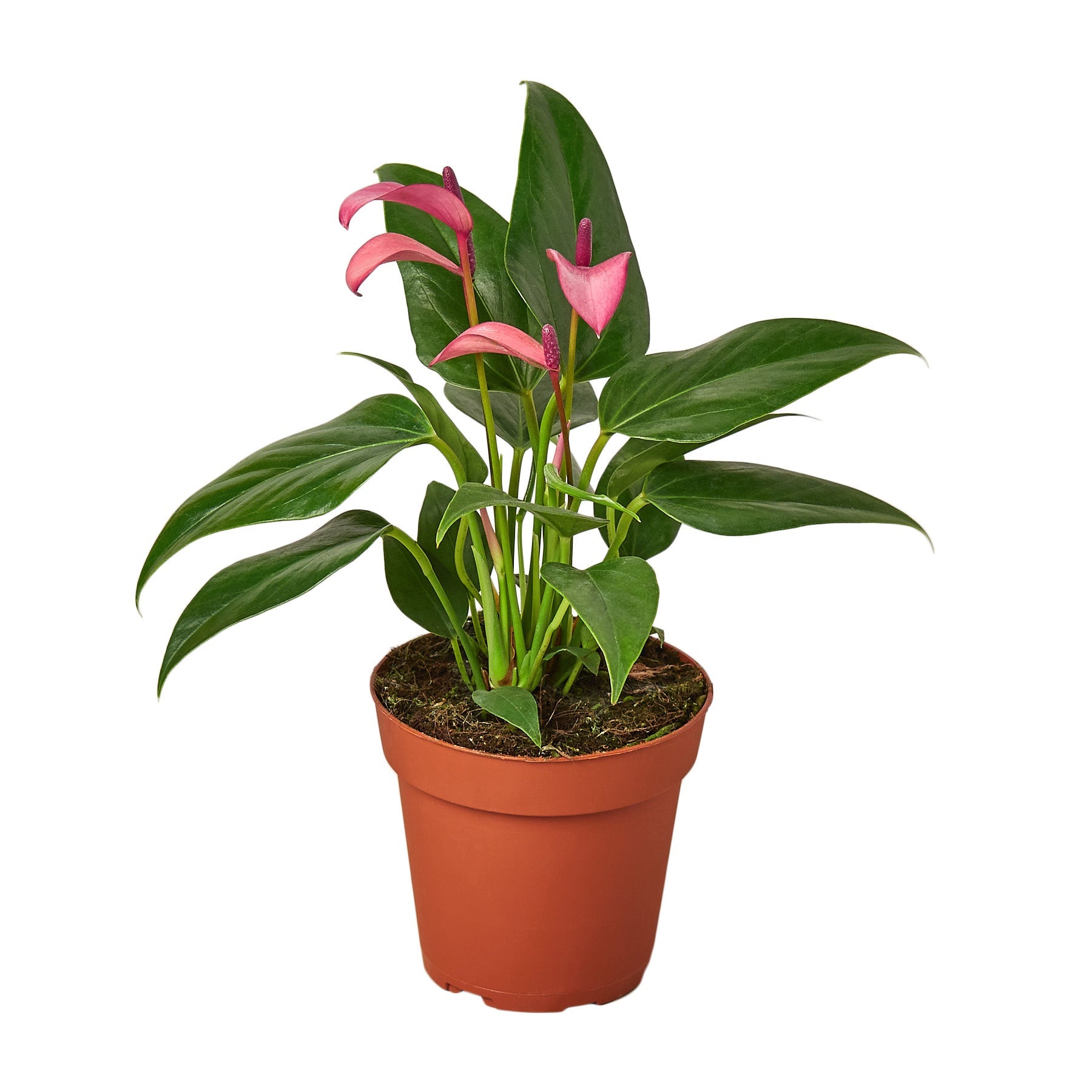 Anthurium Purple - Anthurium Andraeanum