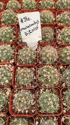 #31c  Thelocactus Bicolor