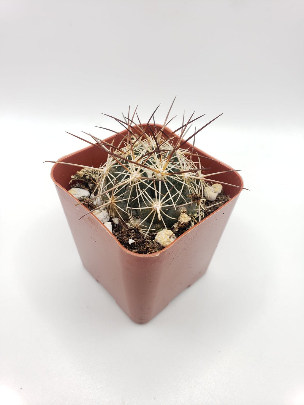 #31c  Thelocactus Bicolor
