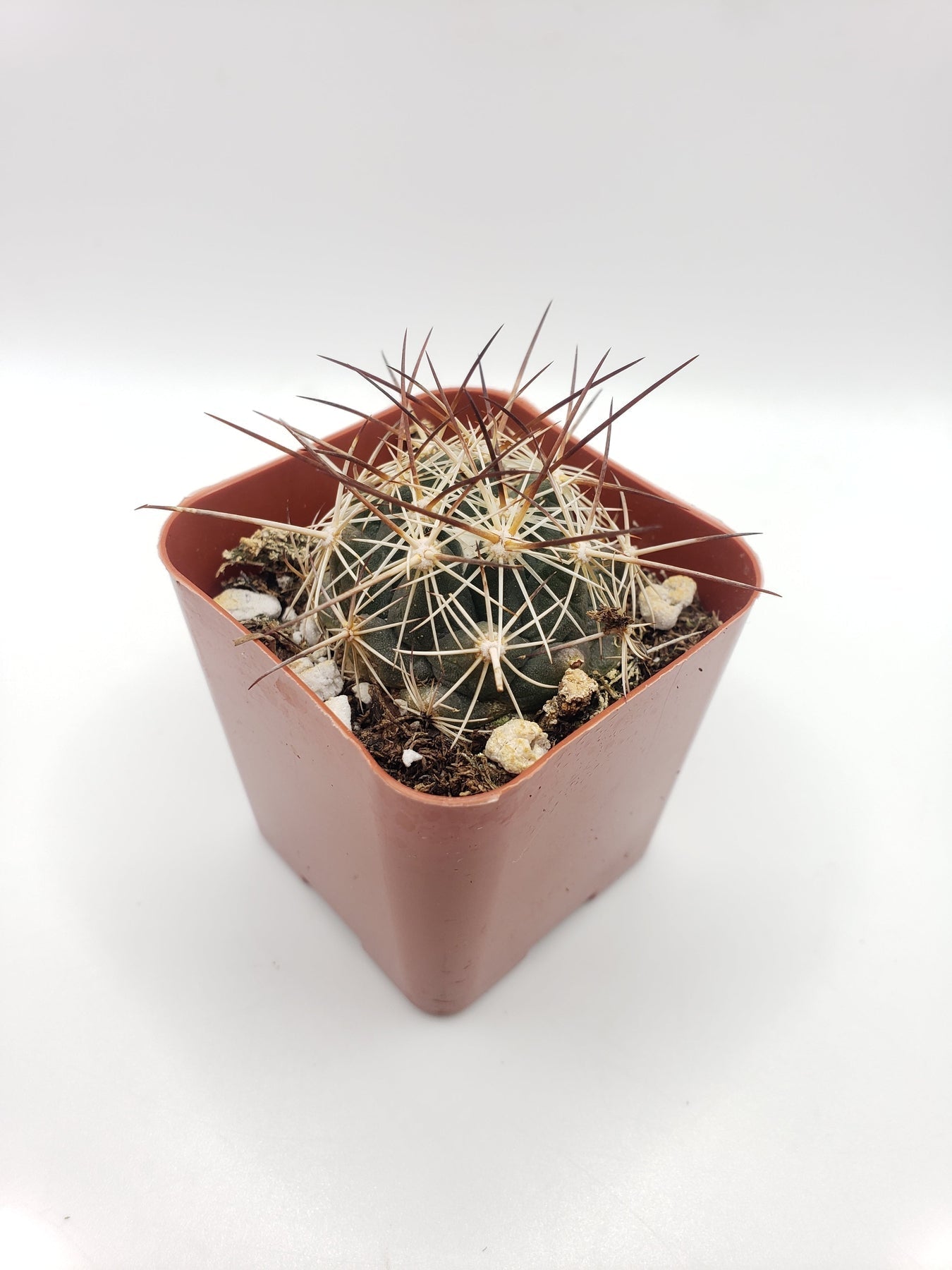 #31c  Thelocactus Bicolor