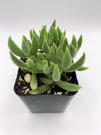 #32 Crassula mesembryanthemoides Mini