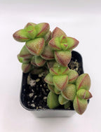 #33 Crassula Rupestris Monticola