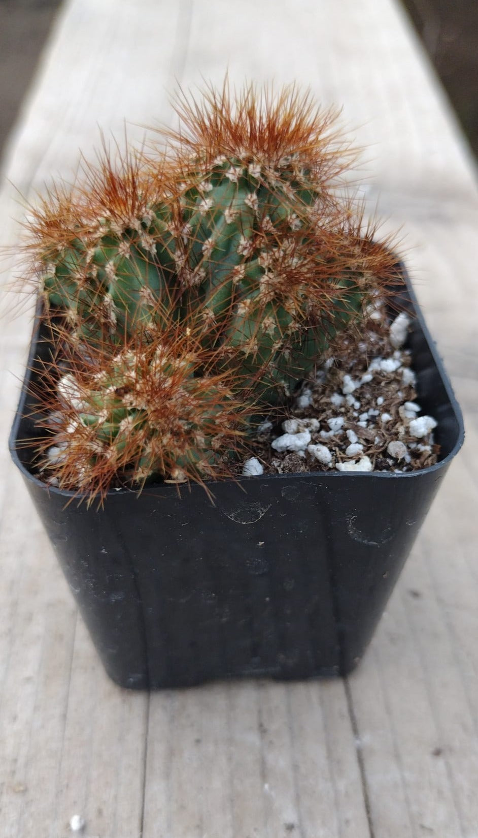 #33c Cereus Rapandus Monstrose